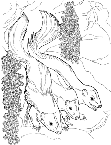 Three Weasels Coloring Page